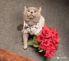 惊你表情包里这些猫的原型来了,快看你认识几个