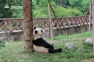 笑哭看到这只网红熊猫日本网友笑翻是热到怀疑人生了吗