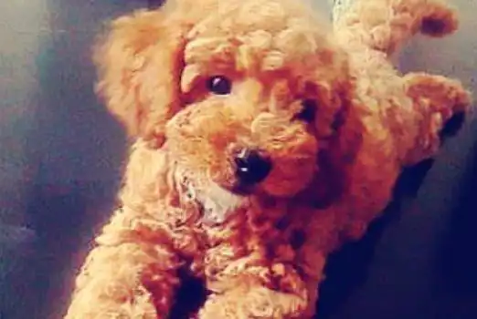 泰迪当收银员帮铲屎官收钱,求表扬的小表情亮了给我加鸡腿