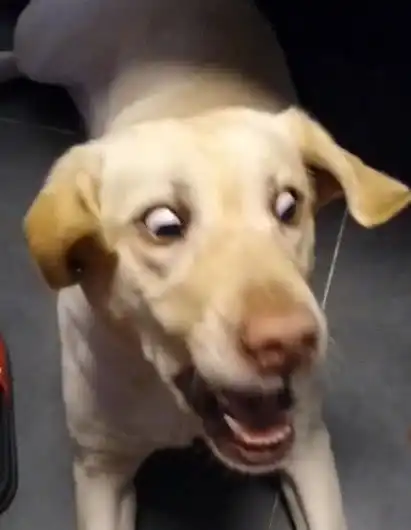 狗狗张嘴等待着食物,却被主人挪开了,急得狗狗立马变表情包