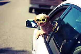 6种汽车开窗组合达到的效果有啥不同你研究过吗