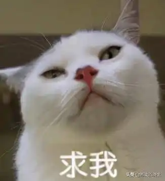 谈恋爱不如当铲屎官分享一波超疗愈放置宠物手游