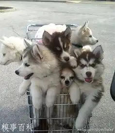 糗事百科2013吉娃娃表情很淡定转