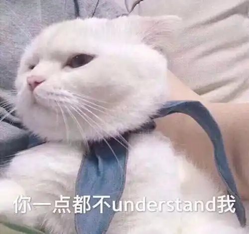 表情包搞笑沙雕动图橘猫