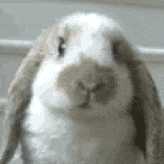 萌宠表情包今天该舔哪个哥哥好呢