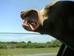 抓拍狗狗坐车兜风的搞笑表情