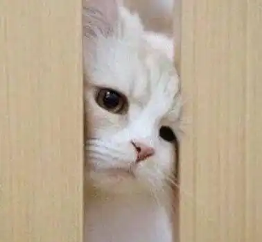 有哪些很棒却没有加文字的表情包