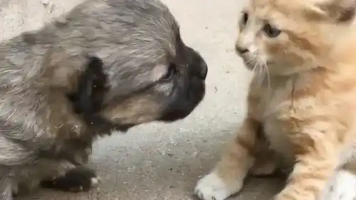 搞笑微信表情包猫咪冷冷