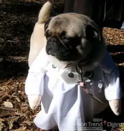 万圣节它恨你疯狂变装小狗不高兴