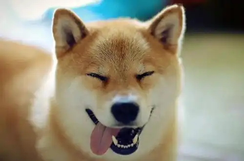 欢迎回家图片表情包柴犬