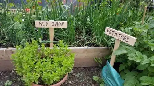 中国大妈爱跳舞,这里的大妈爱种菜...竟然还种到了全世界