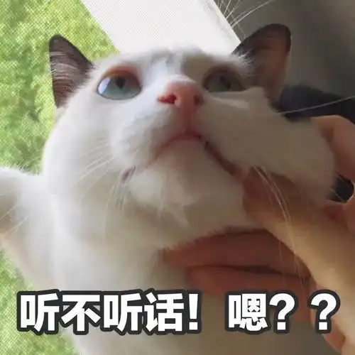 猫猫撇嘴表情包