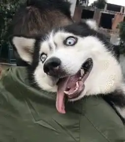 这几种狗很容易背叛主人,忠诚度不高