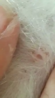 狗狗胸口长小疙瘩疙瘩中间长了黑黑的东西扣出来还有个小洞