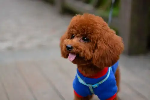 搞笑段子精选你为什么打儿子