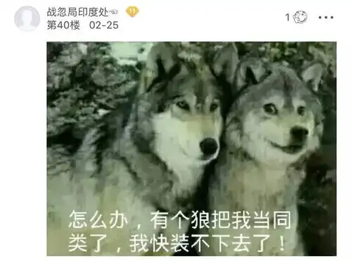 哈士奇微博表情包母狼