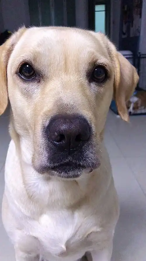 一脸不情愿的表情,被迫营业