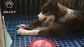 打完芯片不能出去浪了,在笼子里休息