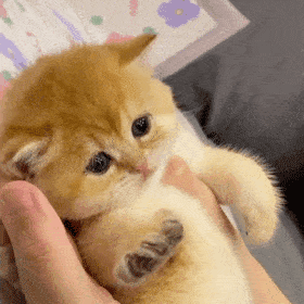 表情包除了借钱我都在