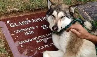 狗狗为什么会哭原因有5个,最通人性的动物