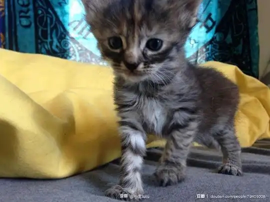 小黑lulu的相册最近国外网站爆红的伤心猫pcs