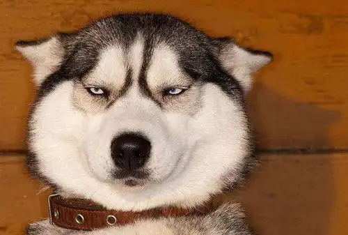 李佳航修改简介画风搞笑网友调侃一无是处的帅