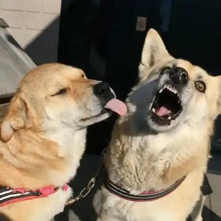 恶搞狗表情包搞笑