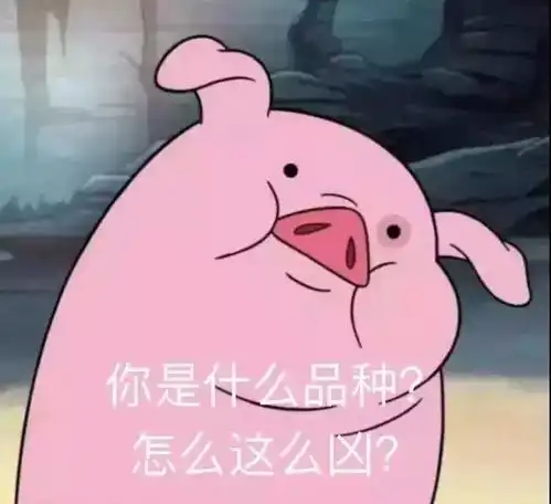 红包表情包整人猪猪