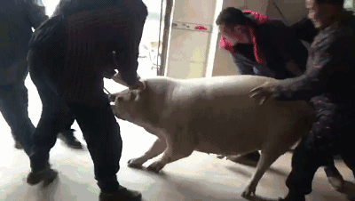 万人敌张飞得武功,是怎么练成的历史真实情况分析揭秘