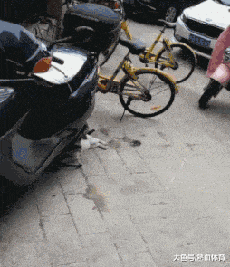 搞笑gif段子老鼠,你这只懒猫来追我啊