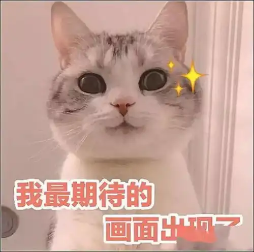 猫咪总是犯错,主人让它拿着u盘不许动,随后一幕瞬间被萌化了