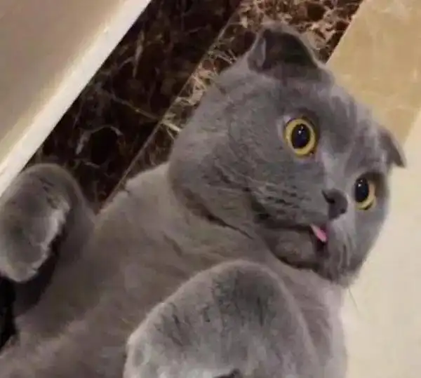 南方猫咪第一次体验到地暖,一脸惊呆了的表情,把主人萌的不要不要的天气