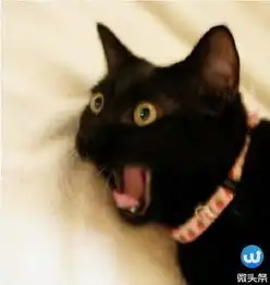 动物们被吓尿的各种爆笑反应,太tm喜感了