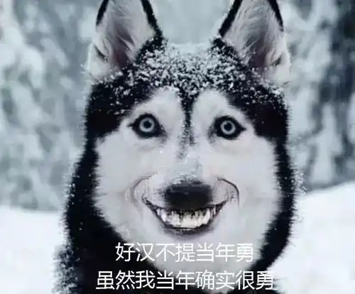 多哥哈士奇的英雄史诗