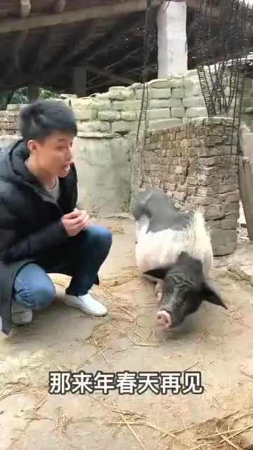 一头母猪和小伙子闹分手,你们见过么