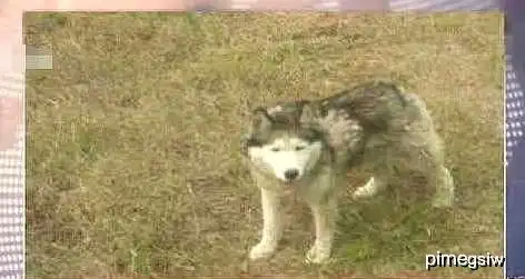 二哈混入狼群内部,成功带偏狼群智商,网友傻是可以传染的