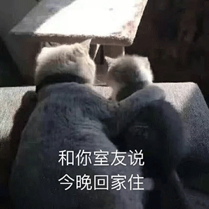 搞笑表情动态包沙雕