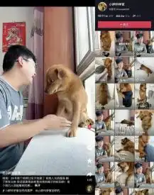 最委屈网红小狗遭主人扎针虐待警方介入调查