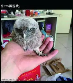 刚下班捡到一只鸟,自带你tm在逗我表情包