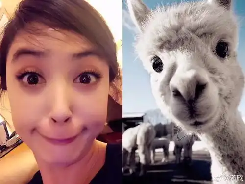 蒋欣撞脸萌宠表情包是怎么回事原来是眼戏惹的祸