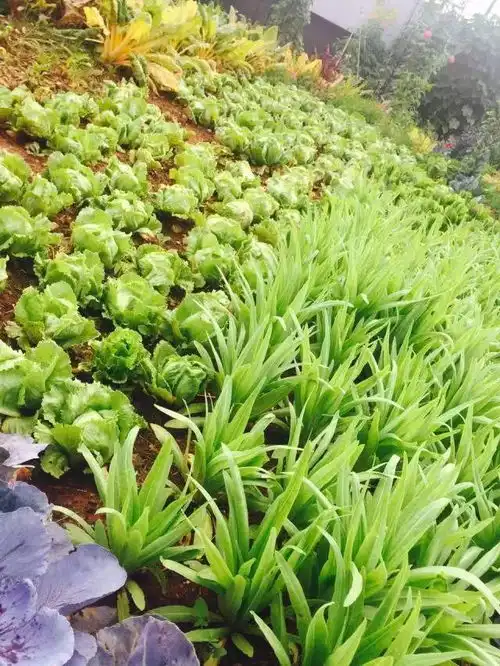 昆明爱琴海楼底有座天空农场快带宝宝去种菜