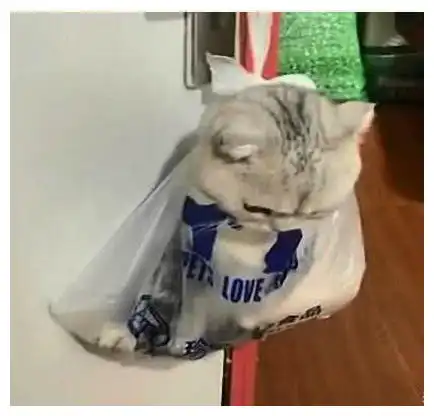 猫咪长得好有什么好处这只猫咪抓伤主人,它只是受了点小惩罚