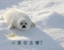 求这个海豹表情的裸图,就是没有字的没有gif动图有视频也可以