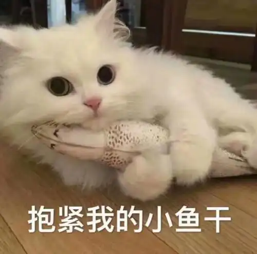 欢迎回家图片表情包猫咪