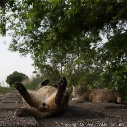 猫事打滚撒娇伸懒腰,这个摄影师拍街猫每张都能做成表情包