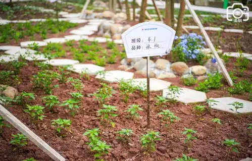 让小朋友羡慕的劳动课除草种菜观察蔬果,堪称现实版开心农场