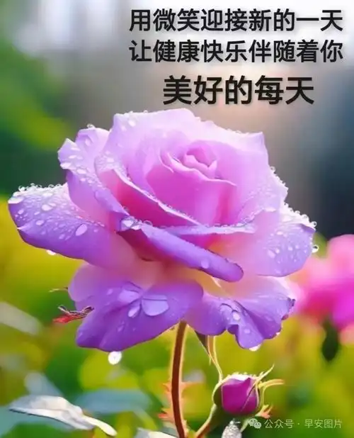 2024年6月27日周四早安问候语创意表情包祝福图片,温馨问候祝福语大全愿健康快乐分分秒秒好心情幸福快乐早上好早安清晨手机网易网