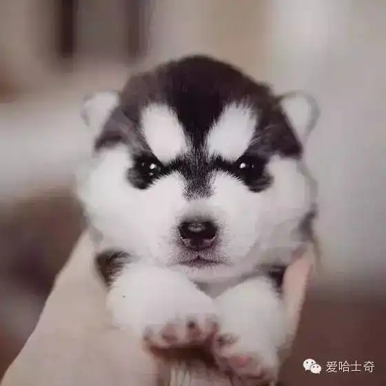 养哈千日,用在一时网友原来二哈智商零度以下才能解锁