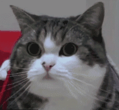 这只超会wink的小橘猫,让人想把整个世界的美好都给它