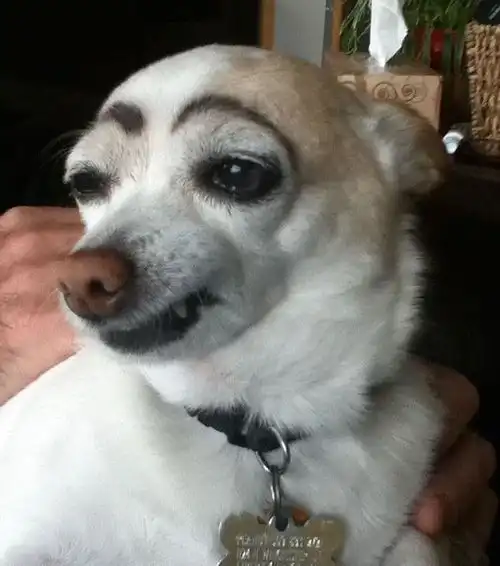 狗子画了眉毛后,你能认得出你的狗吗铲屎官这谁的狗油腻